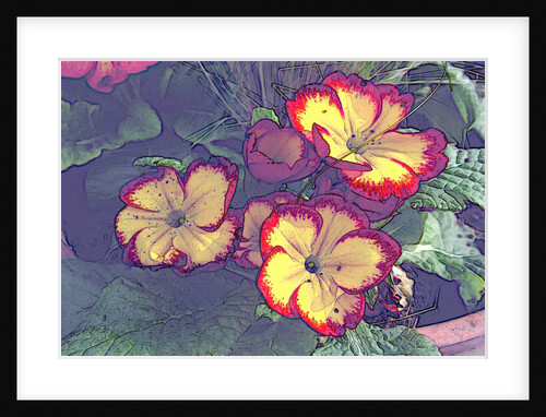 Three Primroses by David Anslow