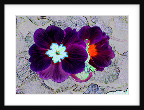 Velvet Primrose by David Anslow