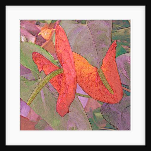 Wax Flower by David Anslow