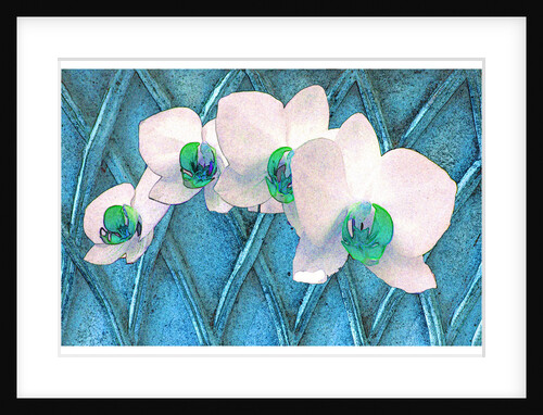White Orchids on Blue by David Anslow