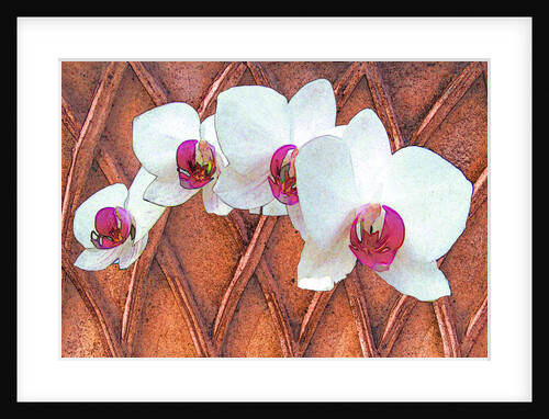 White Orchids by David Anslow