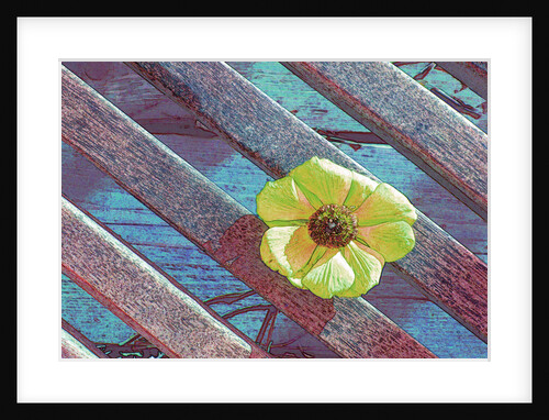 Yellow Anenome by David Anslow