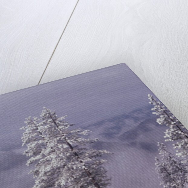 Snowy Trees by Anonymous