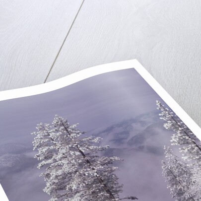 Snowy Trees by Anonymous