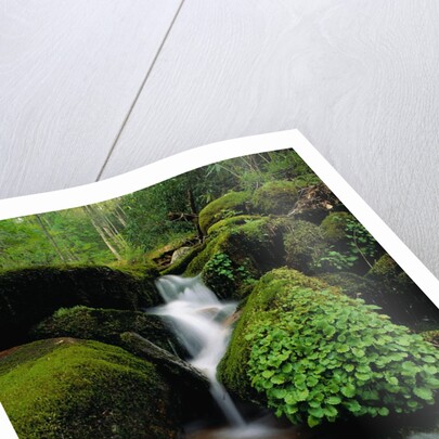 Cascading Stream in Great Smoky Mountains by Anonymous