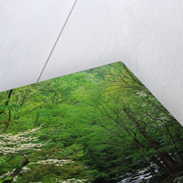 Stream in Lush Forest by Anonymous