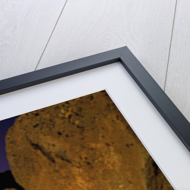 Detail of Petroglyphs at Petroglyph National Monument by Anonymous