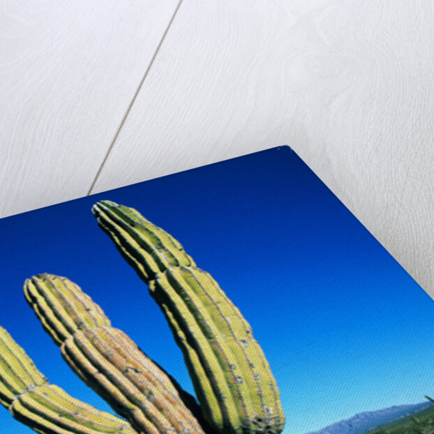 Cardon Cactus near Mountains by Anonymous