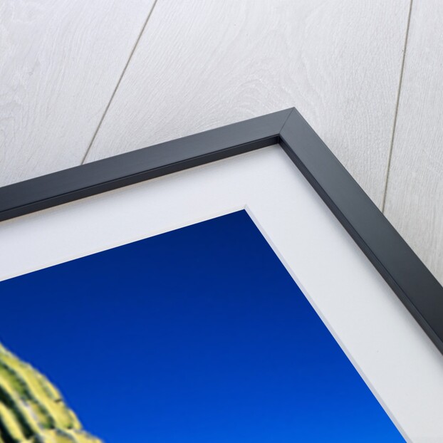 Cardon Cactus near Mountains by Anonymous