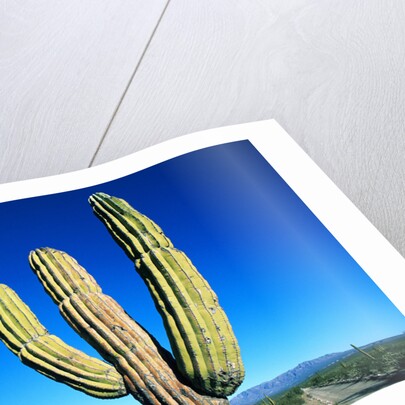 Cardon Cactus near Mountains by Anonymous