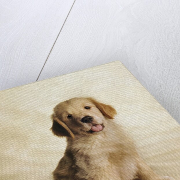 Golden Retriever Puppy by Anonymous