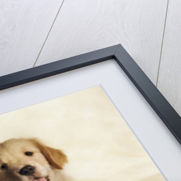 Golden Retriever Puppy by Anonymous