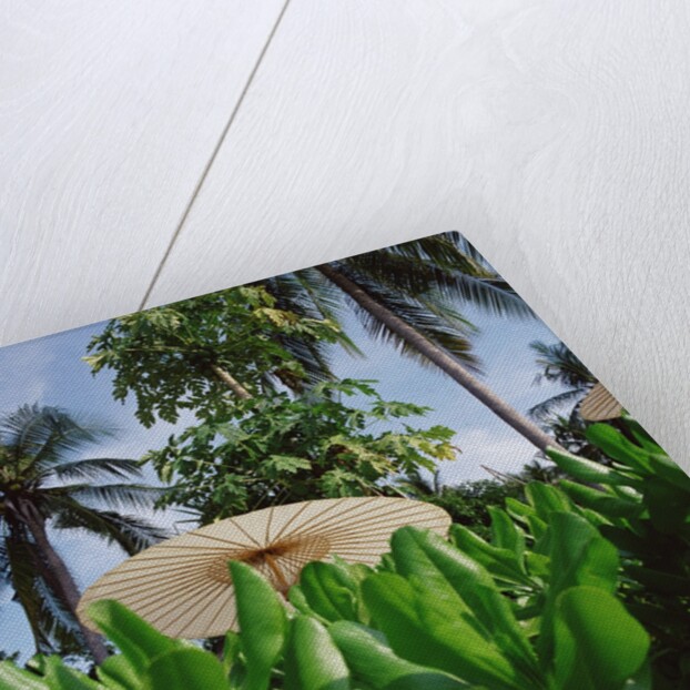 Tropical Plants and Traditional Parasols by Anonymous