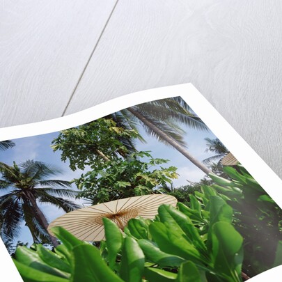 Tropical Plants and Traditional Parasols by Anonymous