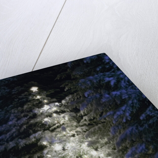Illuminated Christmas Tree in Snow by Anonymous