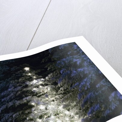 Illuminated Christmas Tree in Snow by Anonymous