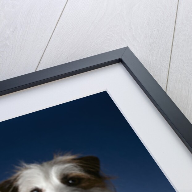 Two dogs sticking out their tongues by Anonymous