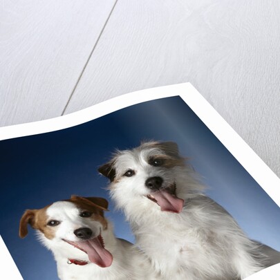 Two dogs sticking out their tongues by Anonymous