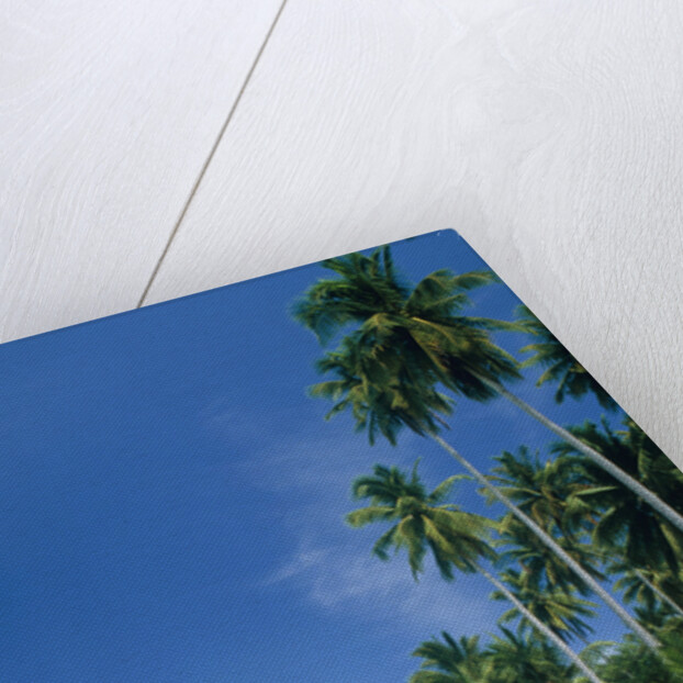 Beach with palms and clear sea, Malaysia, Mabul Island by Anonymous