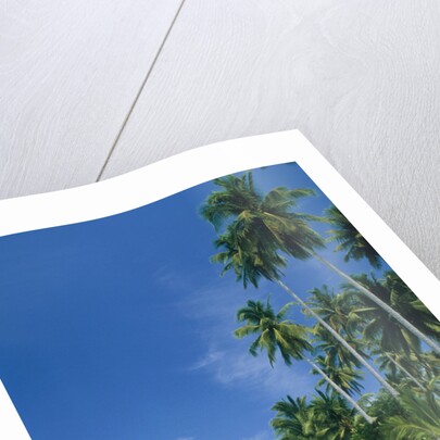 Beach with palms and clear sea, Malaysia, Mabul Island by Anonymous
