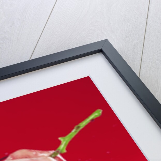 Woman's Hand Squeezing Red Grapes by Anonymous