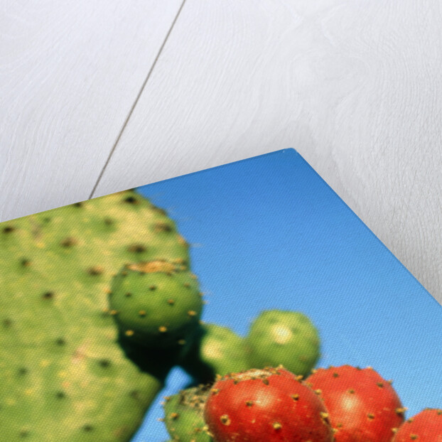 Cactus, San Miguel de Allende, Guanajuato, Mexico by Anonymous