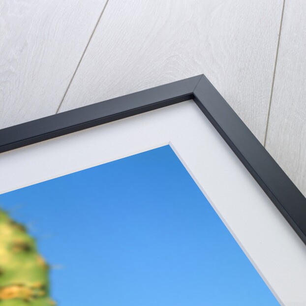 Cactus, San Miguel de Allende, Guanajuato, Mexico by Anonymous