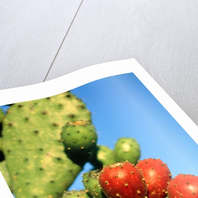 Cactus, San Miguel de Allende, Guanajuato, Mexico by Anonymous