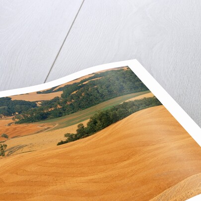 Italy, Tuscany, Crete Senesi by Anonymous