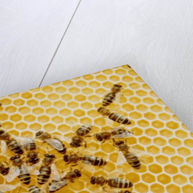 Bees on honeycomb by Anonymous