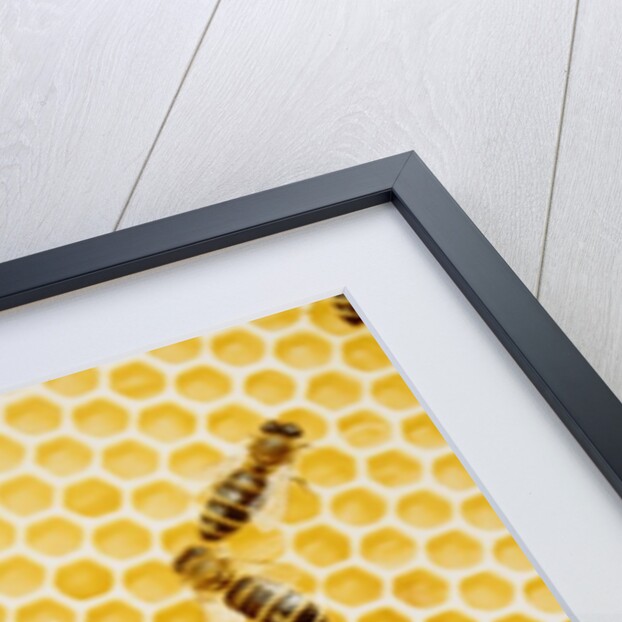 Bees on honeycomb by Anonymous