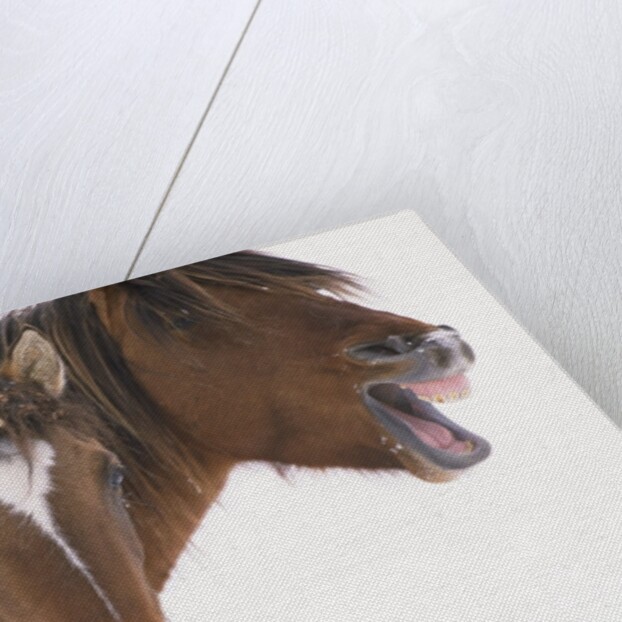 Mustang Yawning by Anonymous