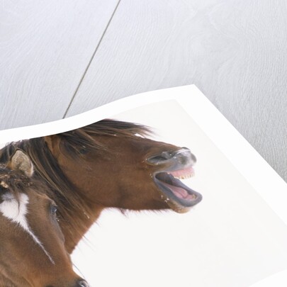 Mustang Yawning by Anonymous