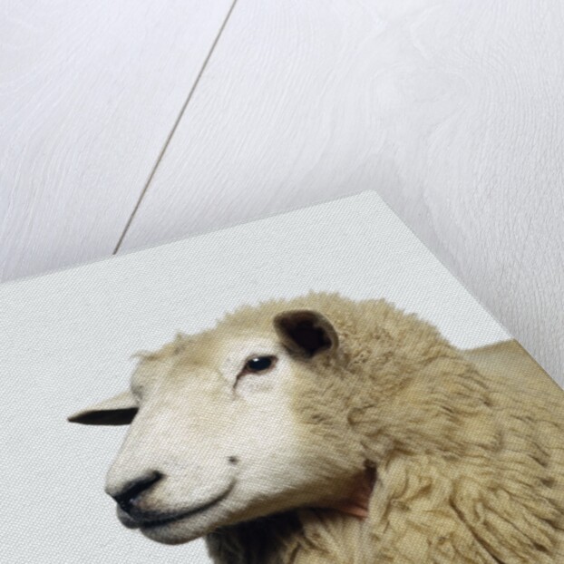 Wooly Sheep by Anonymous