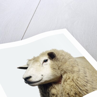 Wooly Sheep by Anonymous