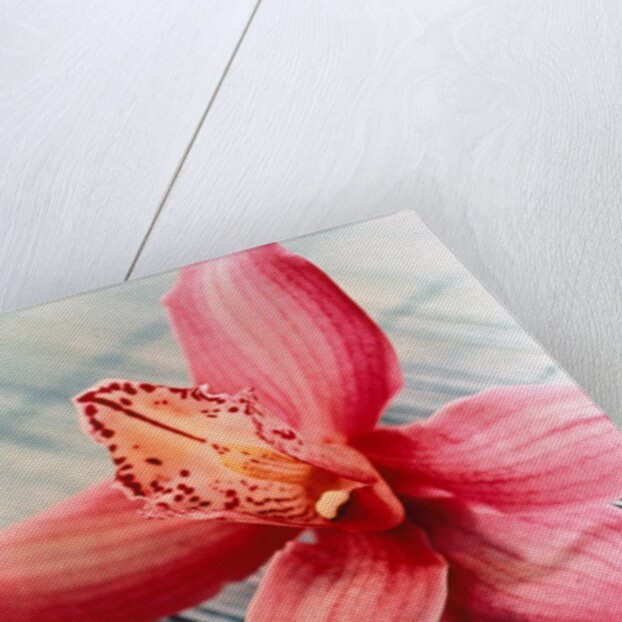 Bloom of a orchid. by Anonymous