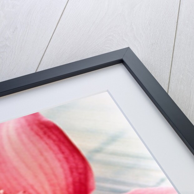 Bloom of a orchid. by Anonymous