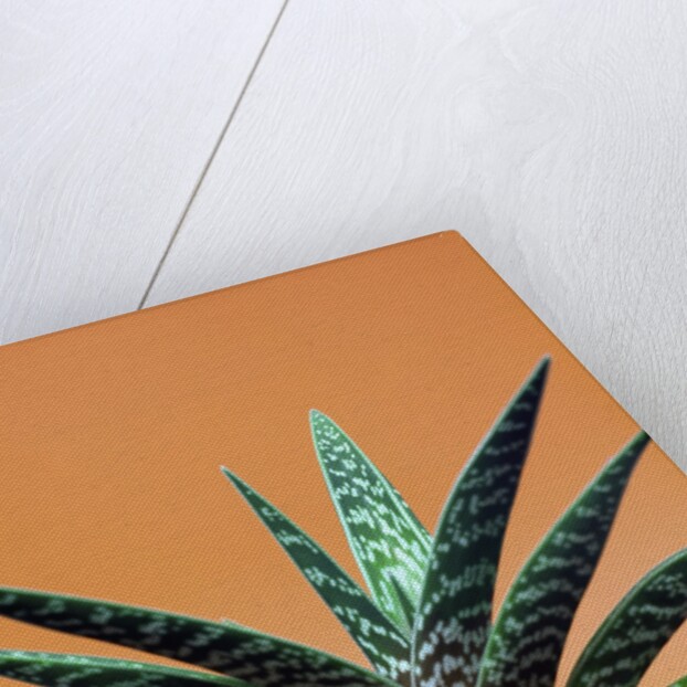 Aloe plant in front of orange background by Anonymous