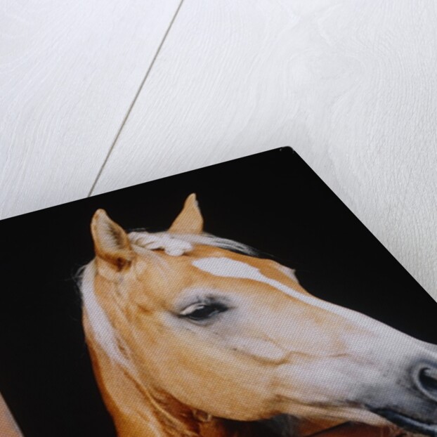 Horse sticking head out stable window by Anonymous