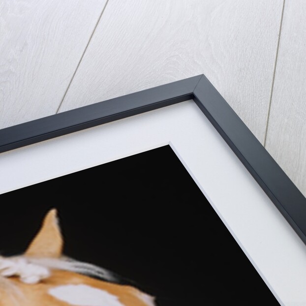 Horse sticking head out stable window by Anonymous