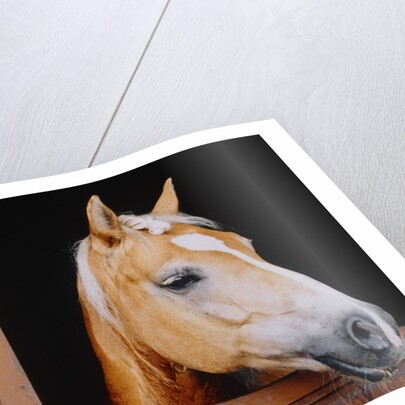 Horse sticking head out stable window by Anonymous