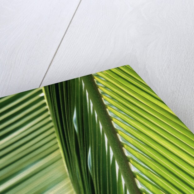 Frond by Anonymous