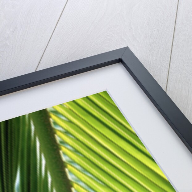 Frond by Anonymous
