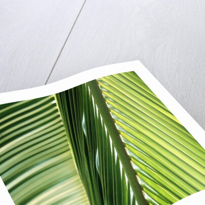 Frond by Anonymous