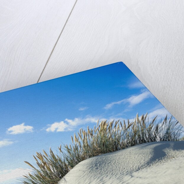 Sand dune with beach grass, (Eiderstedt), Schleswig-Holstein, Germany by Anonymous