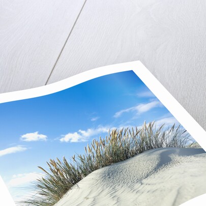 Sand dune with beach grass, (Eiderstedt), Schleswig-Holstein, Germany by Anonymous