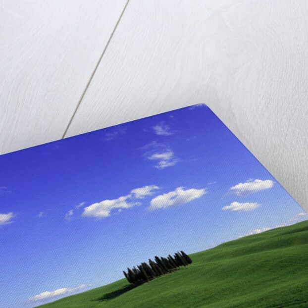 Cypress trees, Tuscany, Italy (near Torrenieri) by Anonymous
