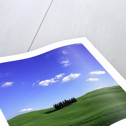 Cypress trees, Tuscany, Italy (near Torrenieri) by Anonymous