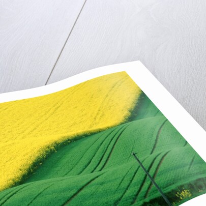 Rape field beside green field by Anonymous