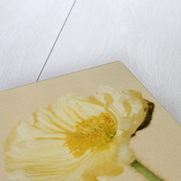 White poppy by Anonymous